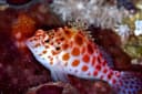 Pixie Hawkfish