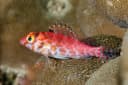 Pixie Hawkfish