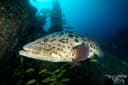 Potato Grouper