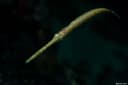 Red Cornetfish