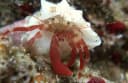 Red Hermit Crab