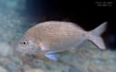Red Sea Porgy