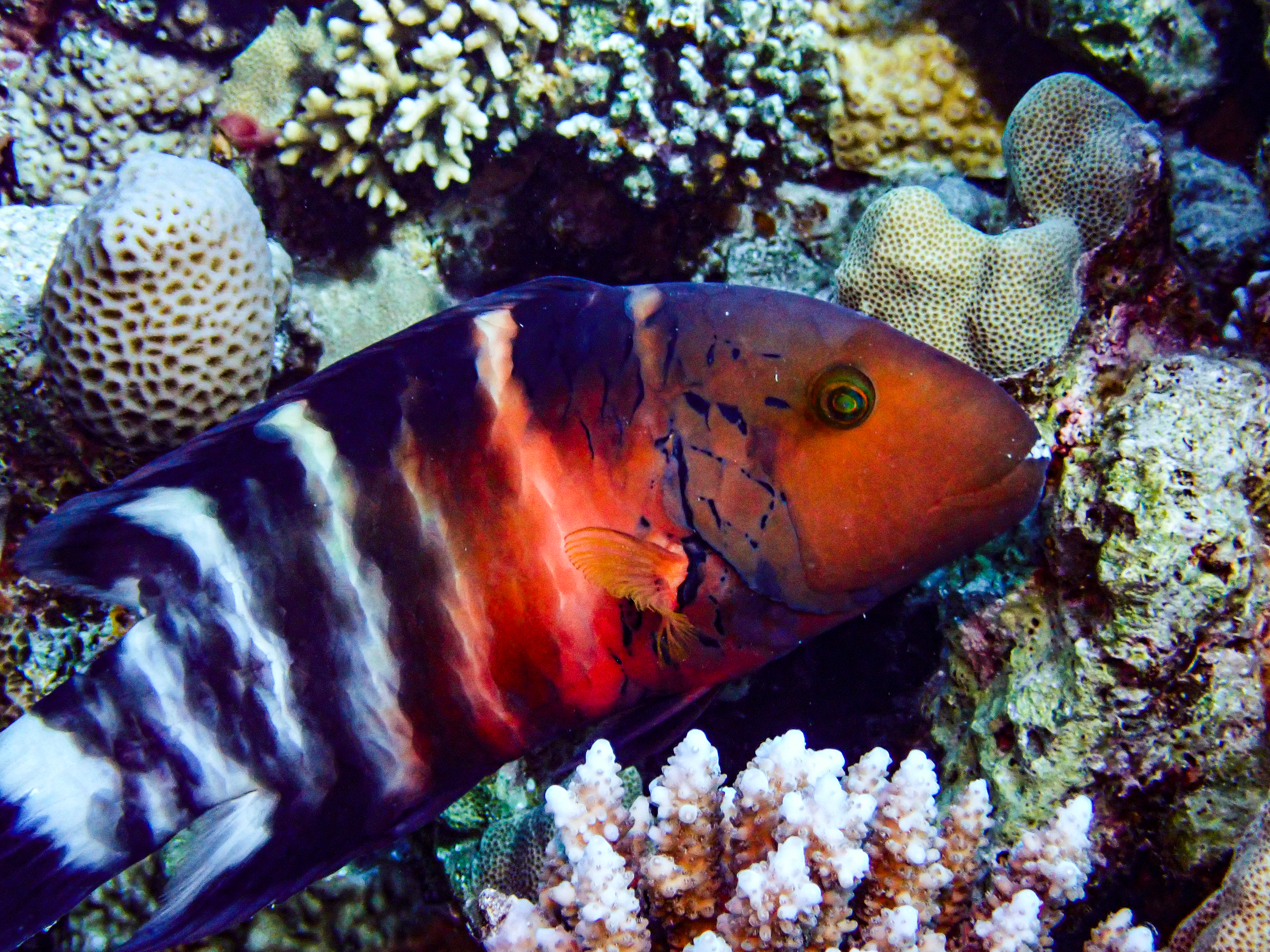 Red-breasted Wrasse