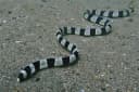 Ringed Snake Eel