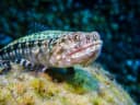 Sand Lizardfish