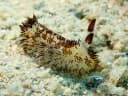 Sea Bunny