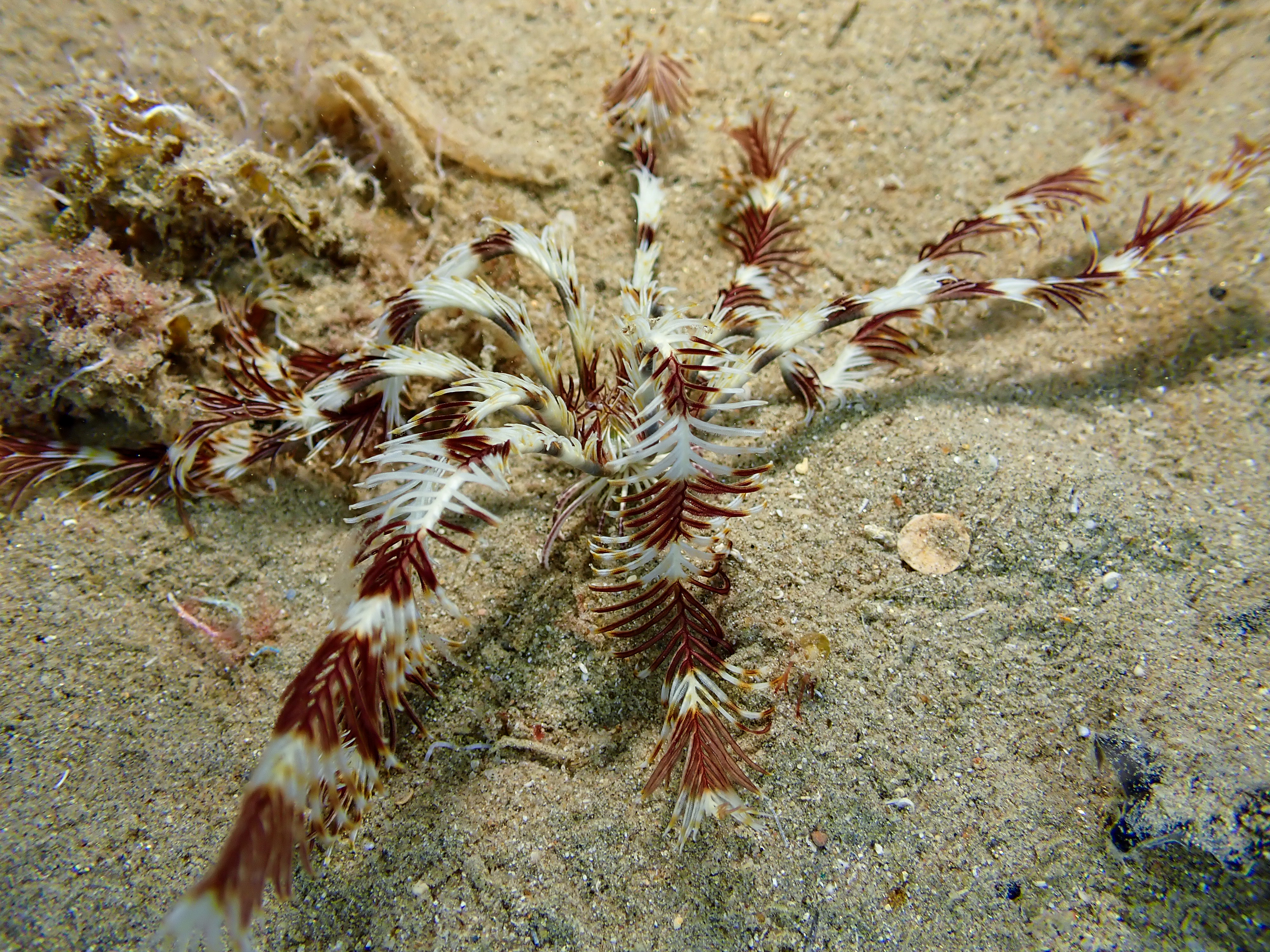 Indicated Featherstar