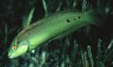 Seagrass Wrasse