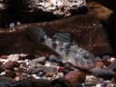 Shadow Goby
