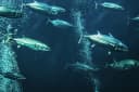 Skipjack Tuna