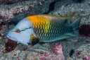 Slingjaw Wrasse