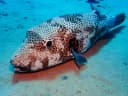 Starry Puffer