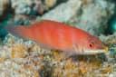 Striated Wrasse