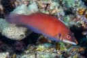 Striated Wrasse