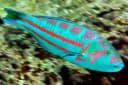 Surge Wrasse