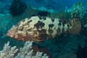 Tiger Grouper