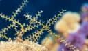 Torres Hydroid