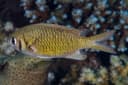 Weber's Chromis