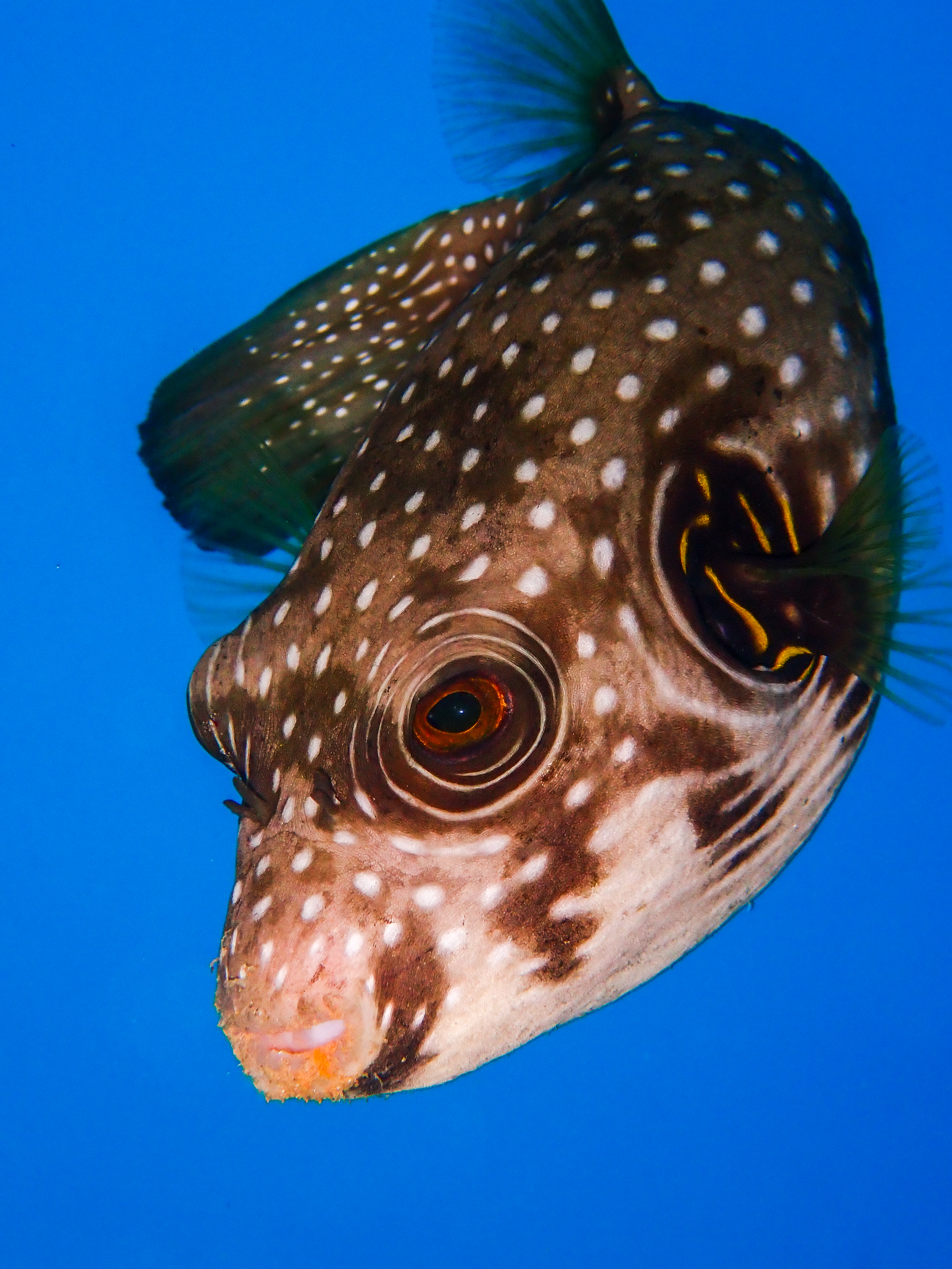 Whitespotted Puffer