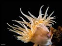 Wrapper Anemone