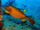 Yellow Boxfish