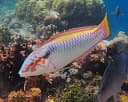 Zigzag Wrasse