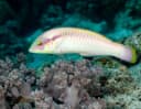 Zigzag Wrasse