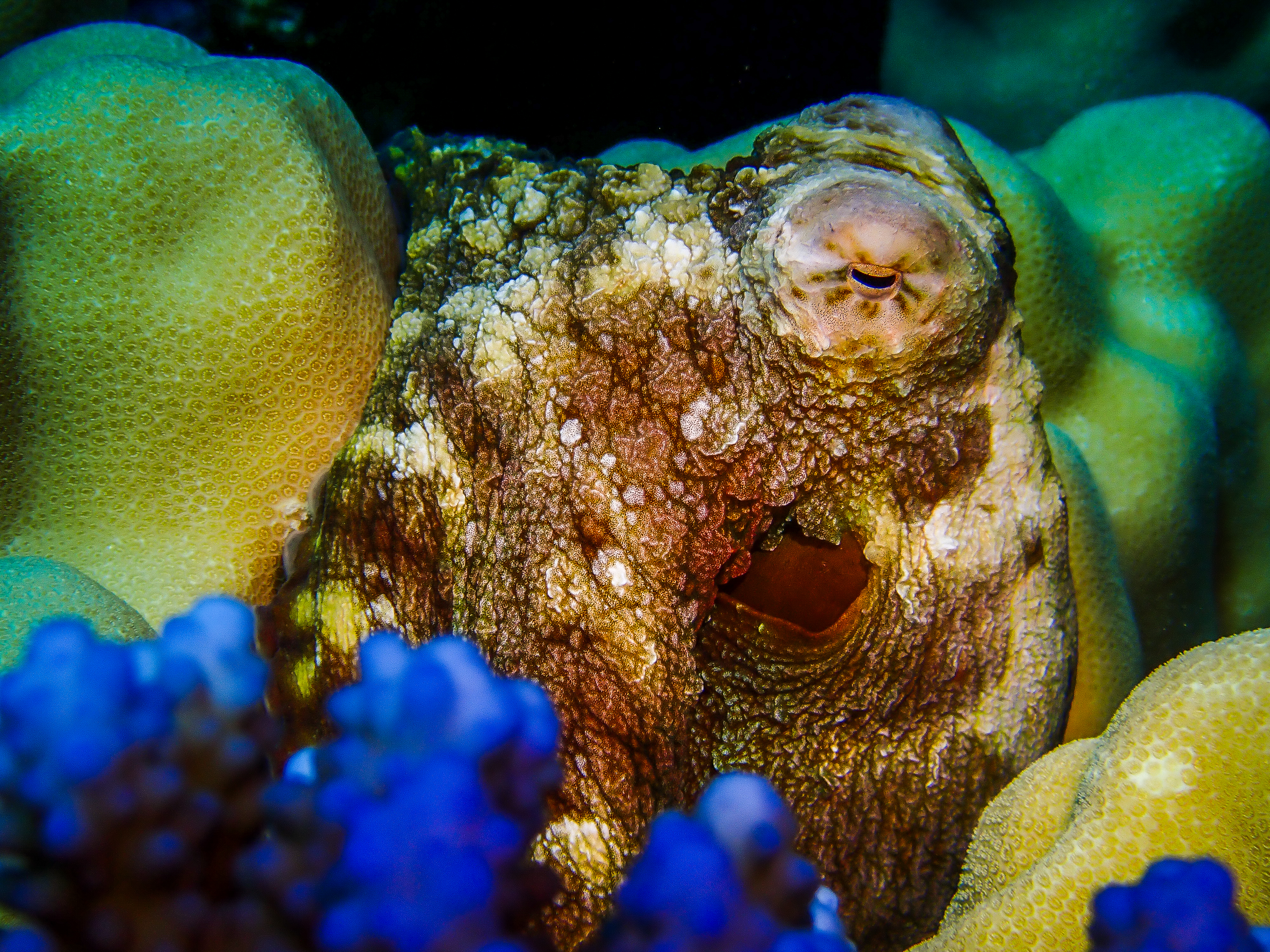 Big Blue Octopus