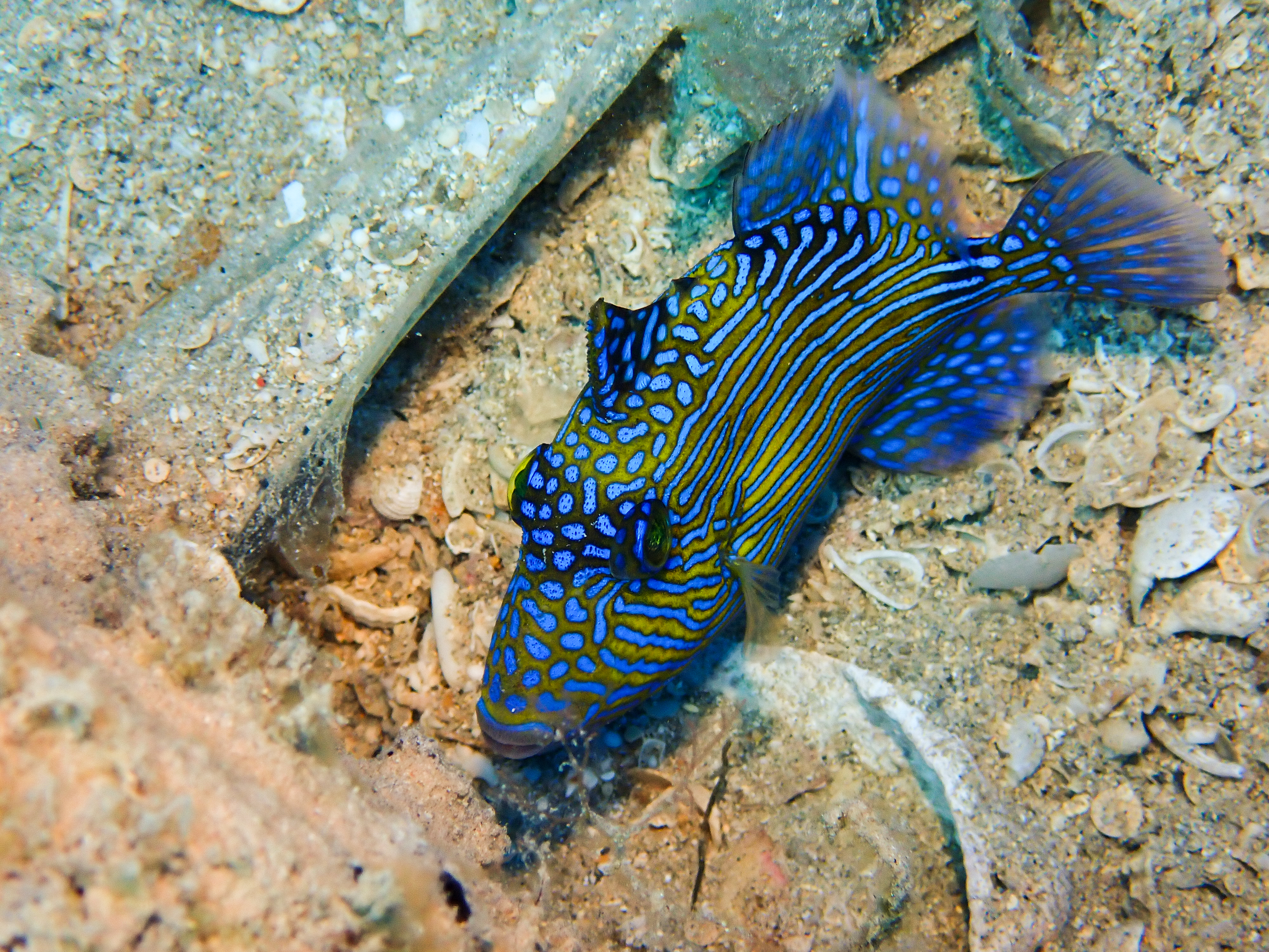 Blue triggerfish - Juvenile