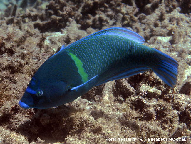 Bluespotted Wrasse - Male