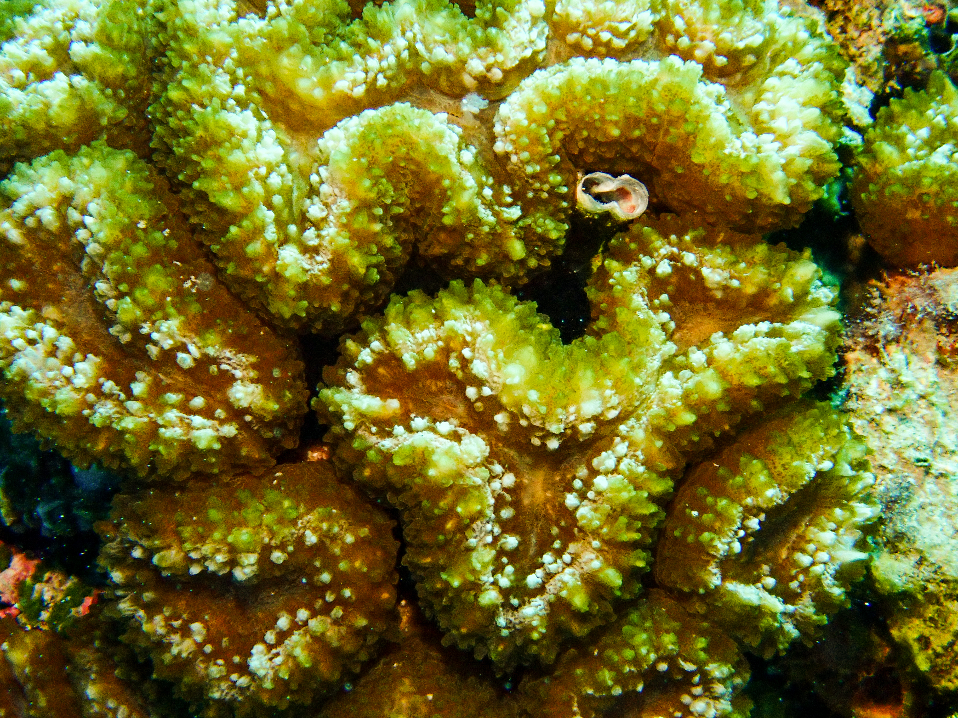 Brain Root Coral