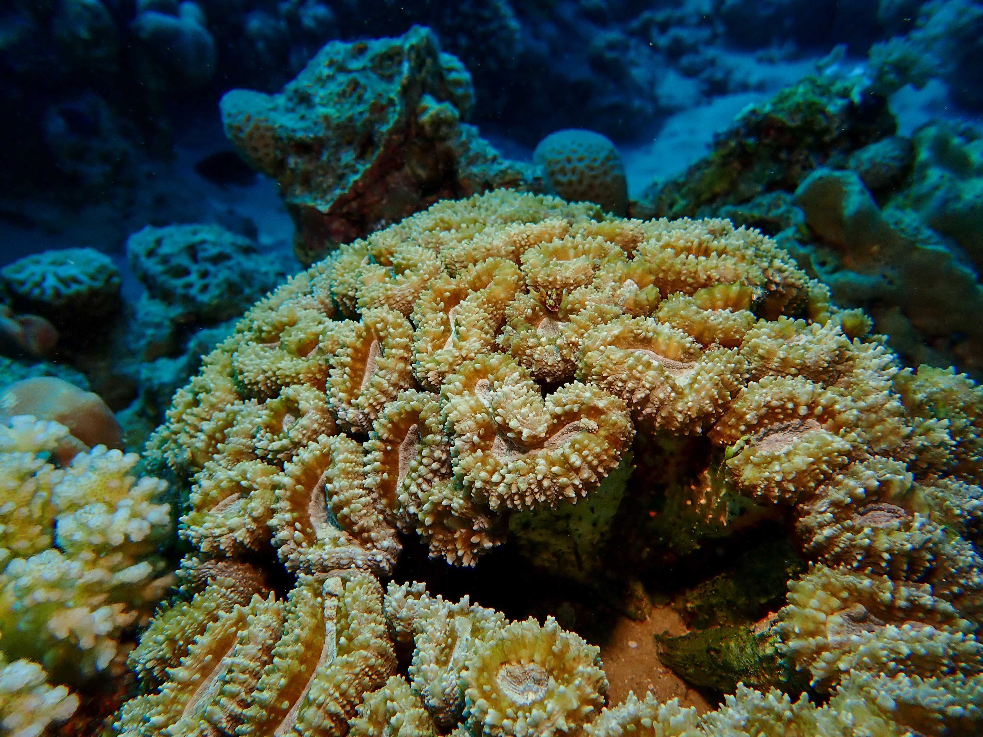 Brain Root Coral