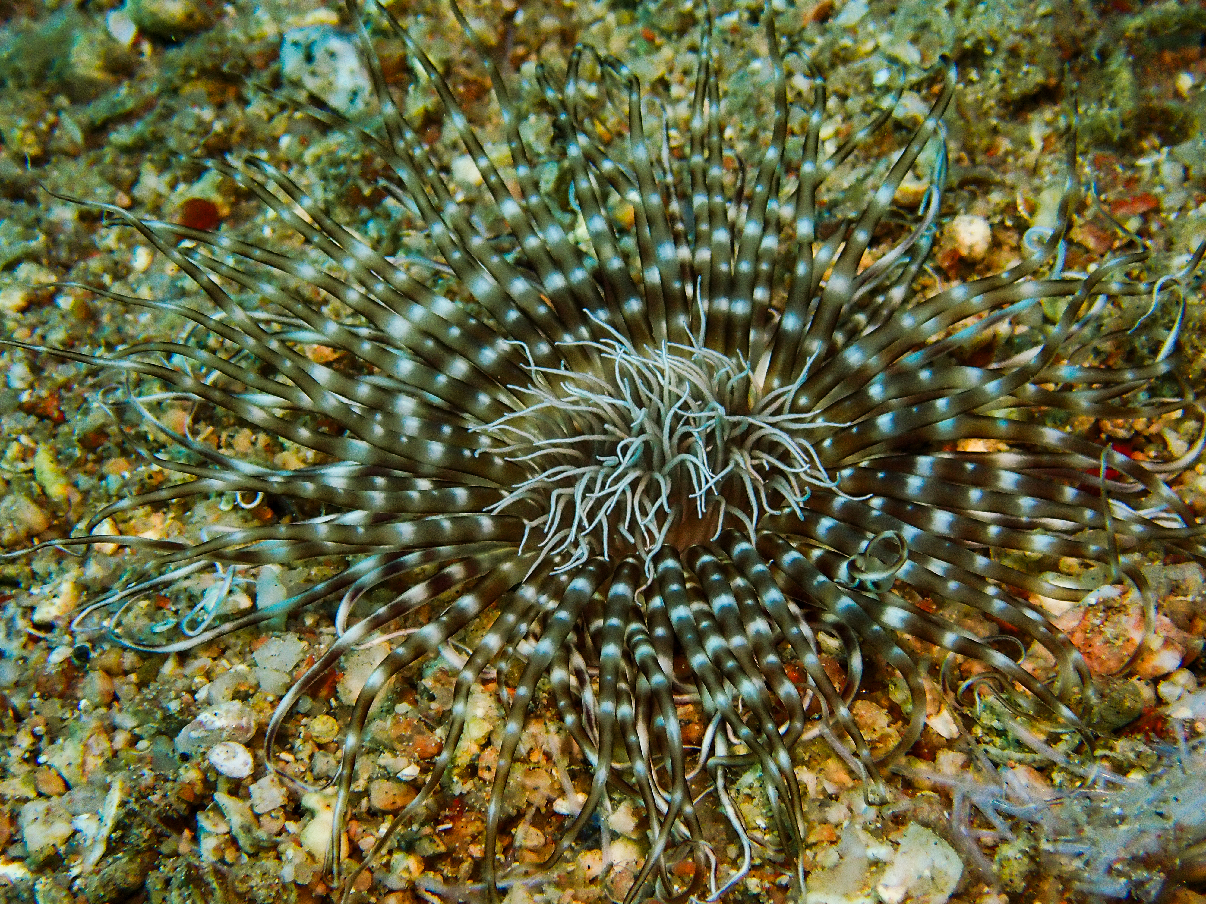 Burrowing Sea Anemone