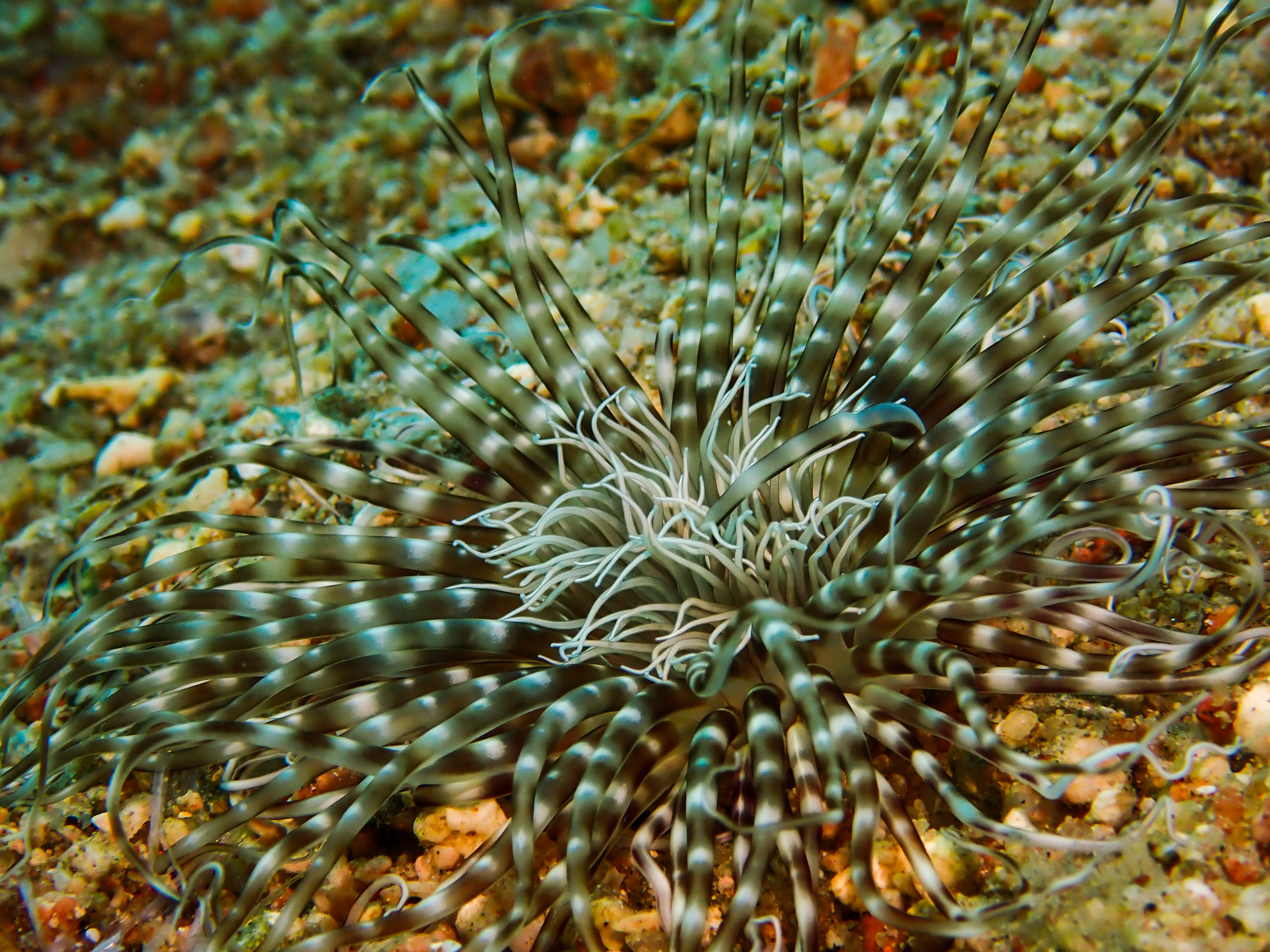 Burrowing Sea Anemone