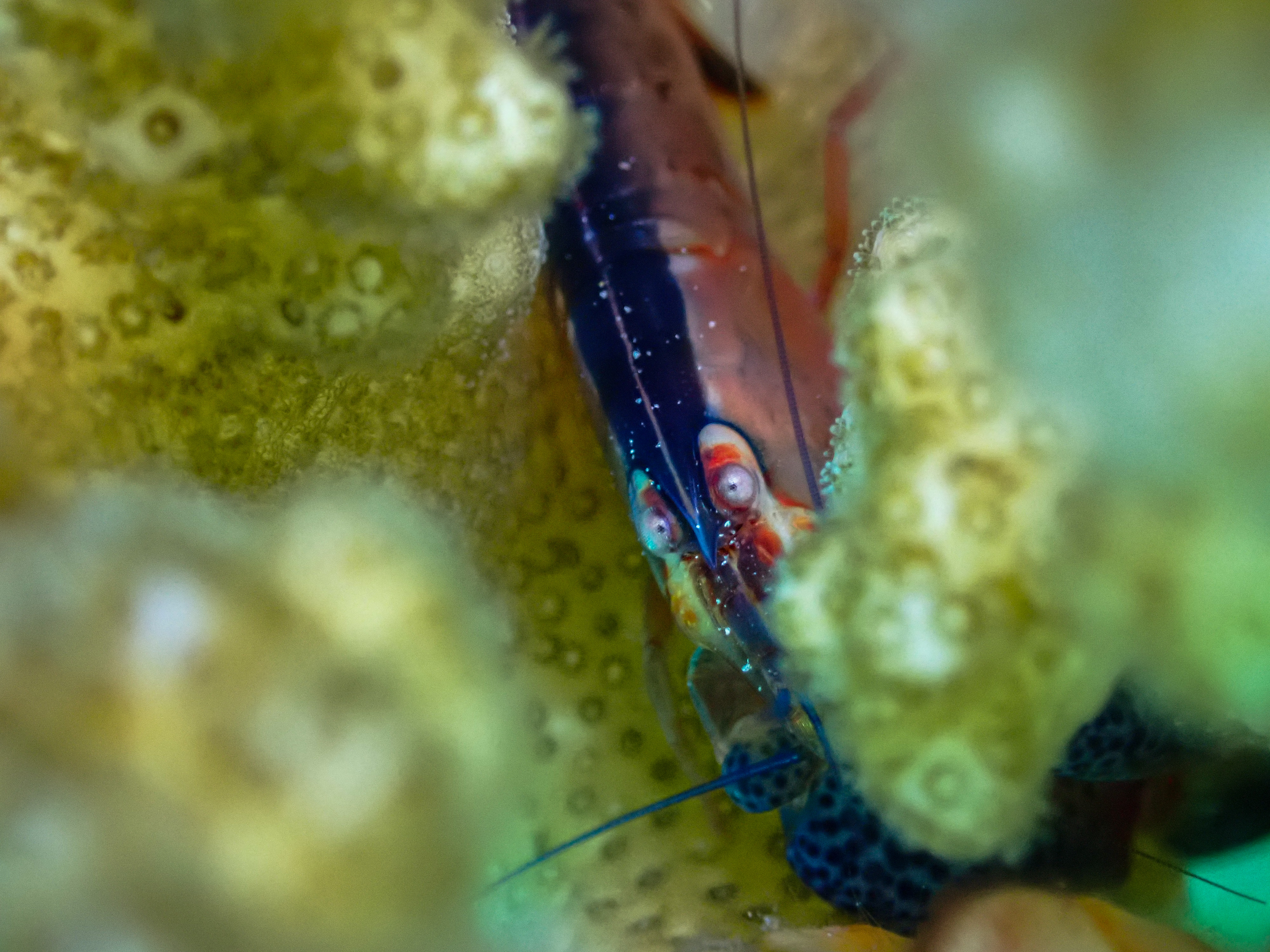 Coral Snapping Shrimp