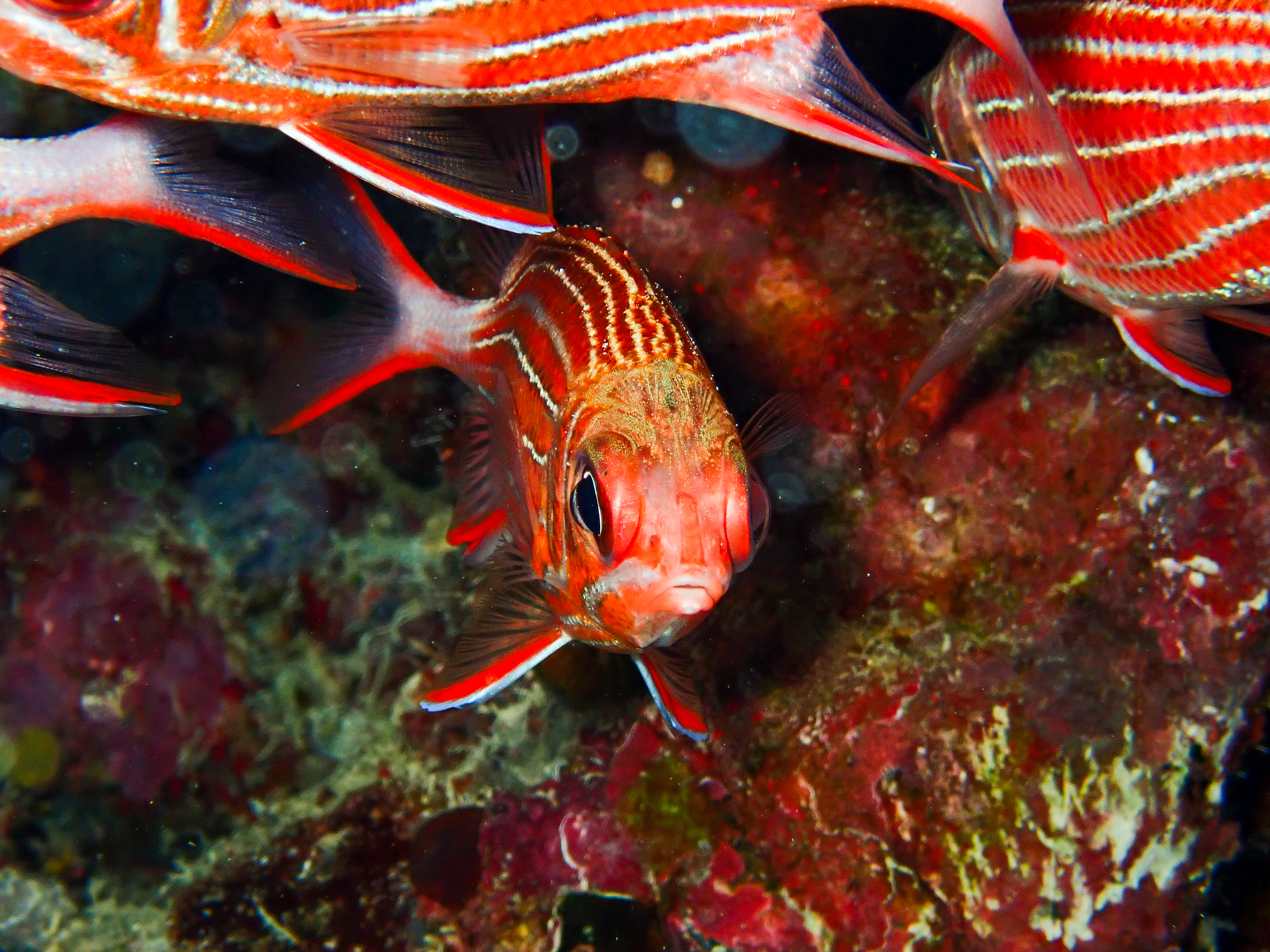 Crown squirrellfish