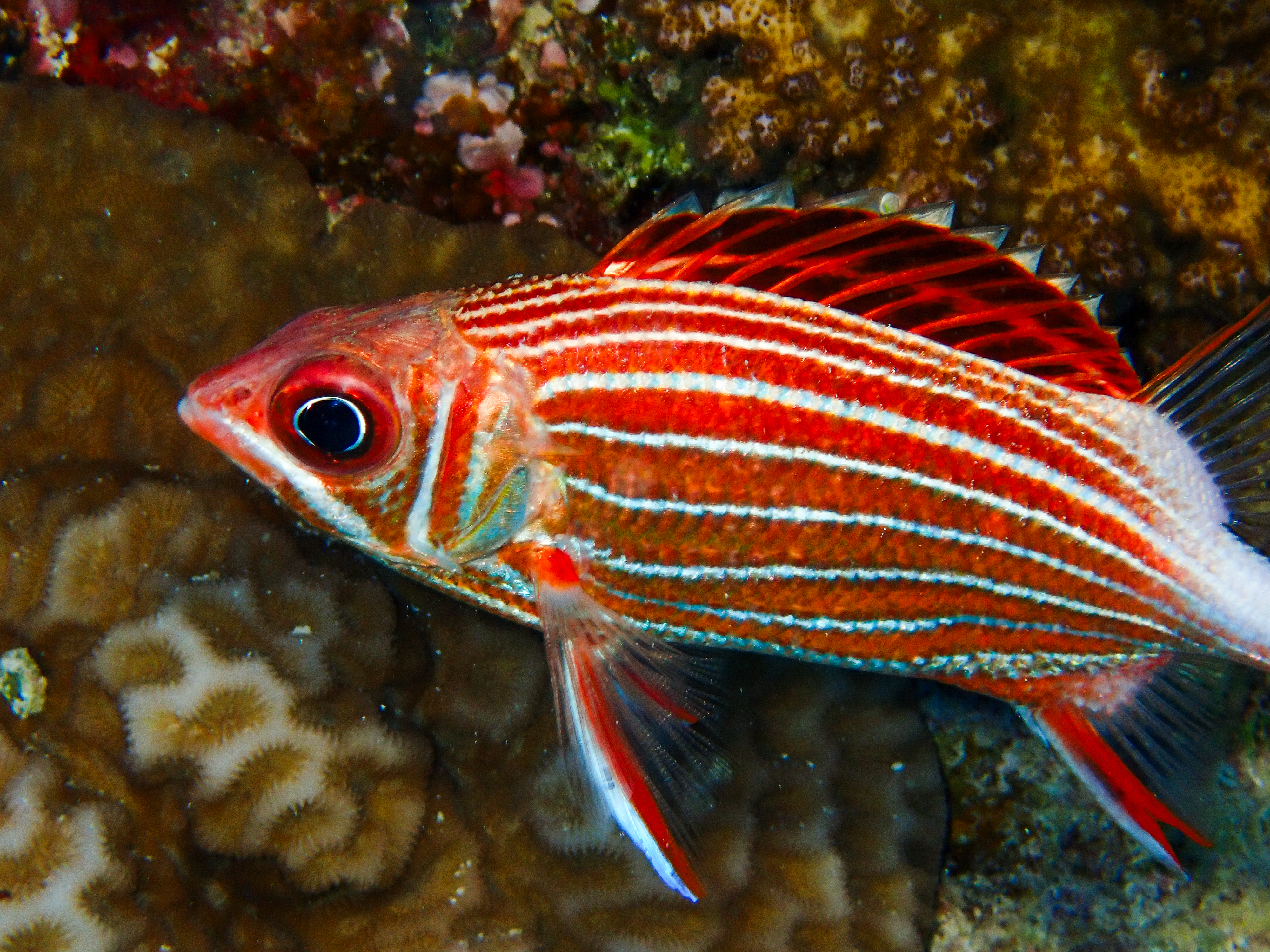 Crown squirrellfish