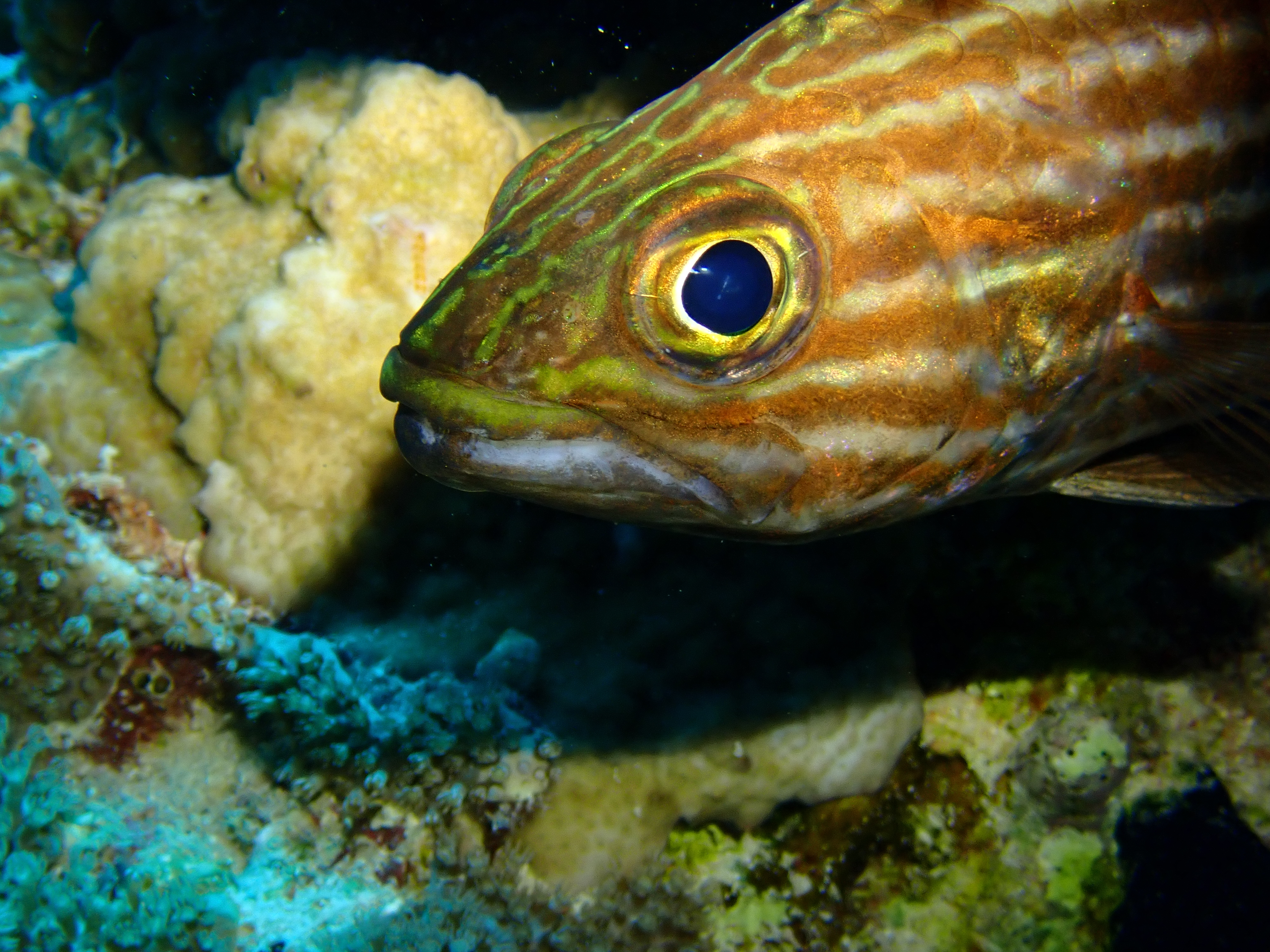 Goldblotch grouper
