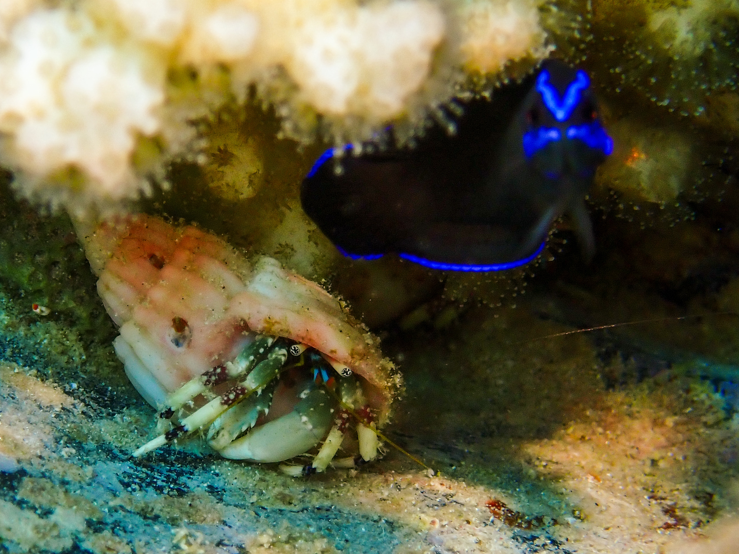 Hairy Red Hermit Crab