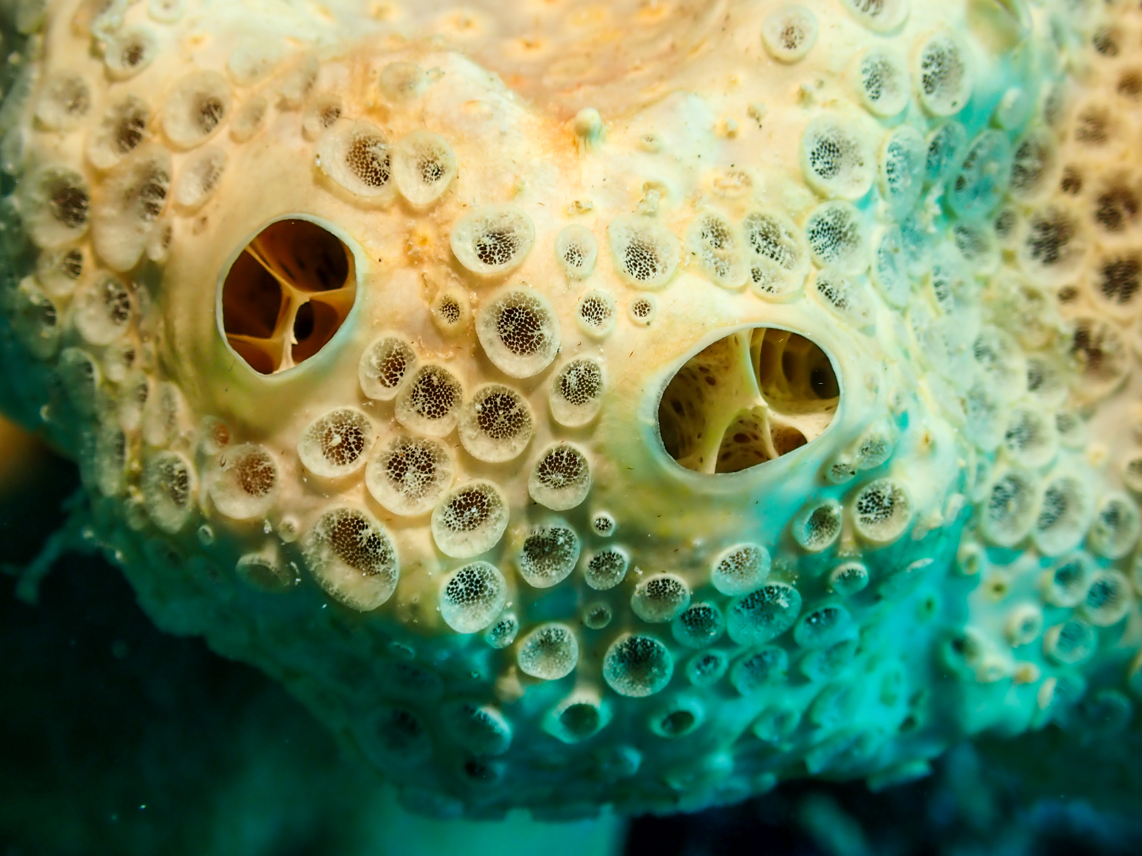 Honeycomb Sponge