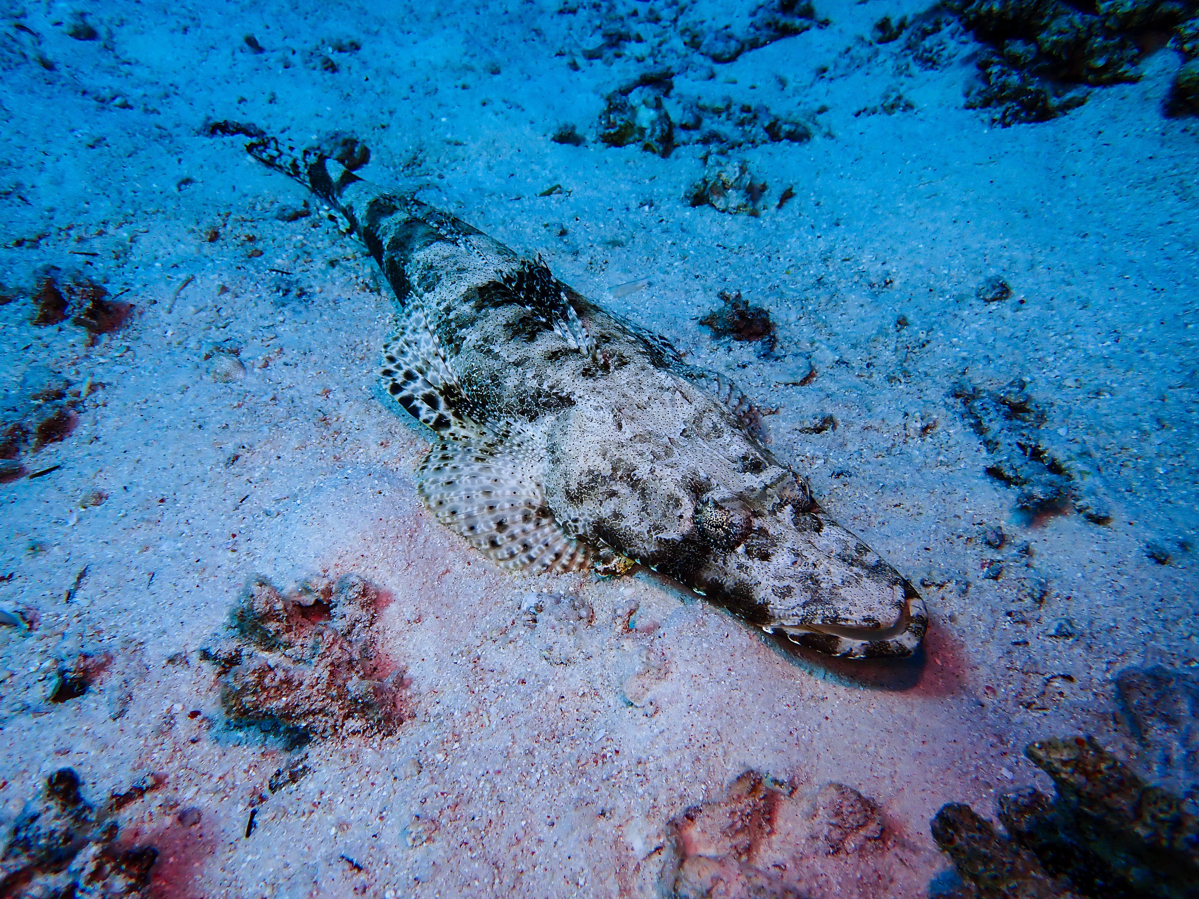 Indian Ocean Crocodilefish