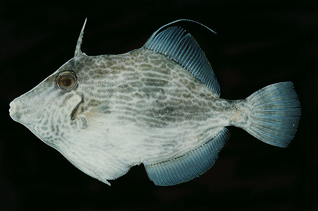 Lozenge filefish