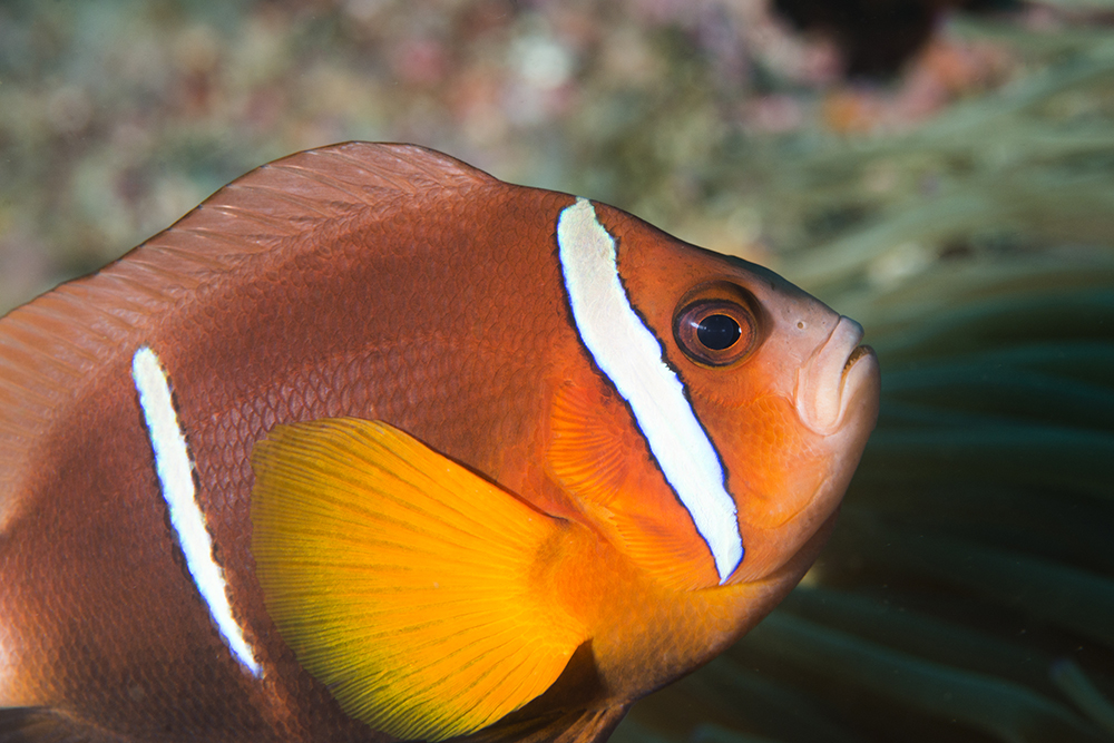Oman Anemonfish