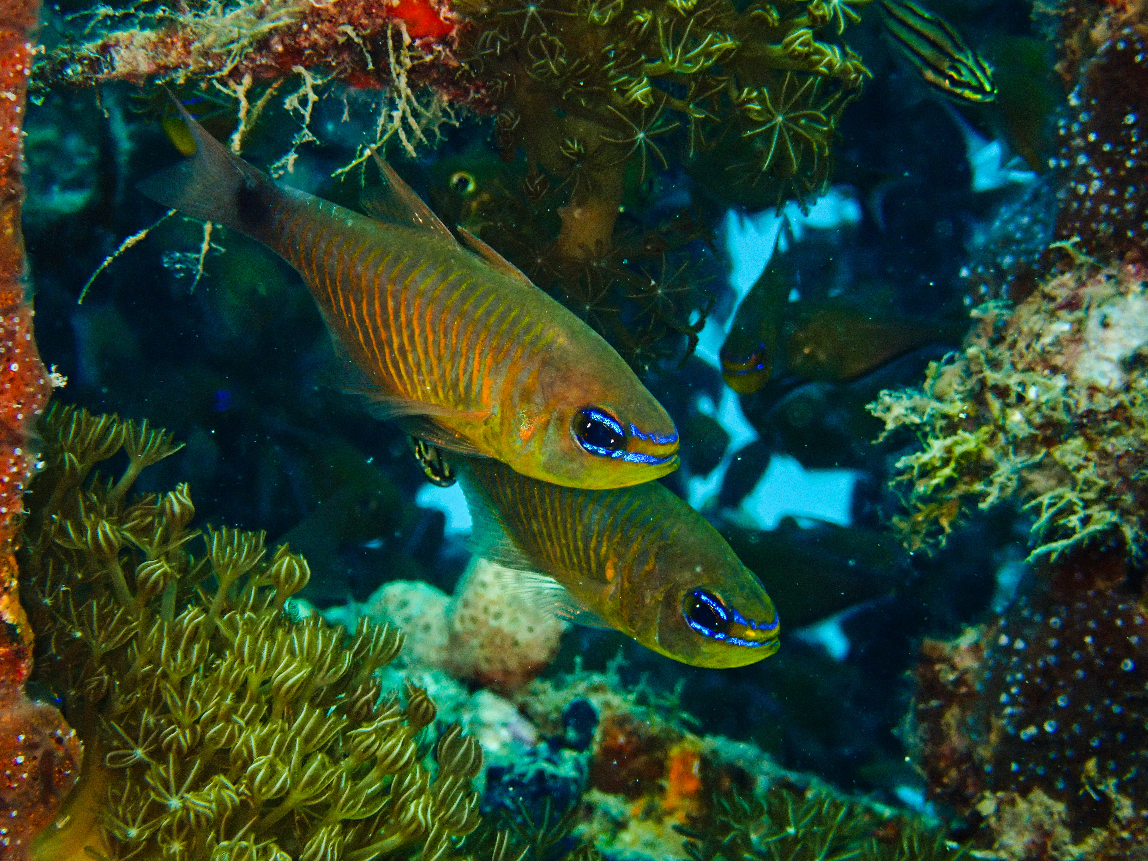 Orange-lined Cardinalfish