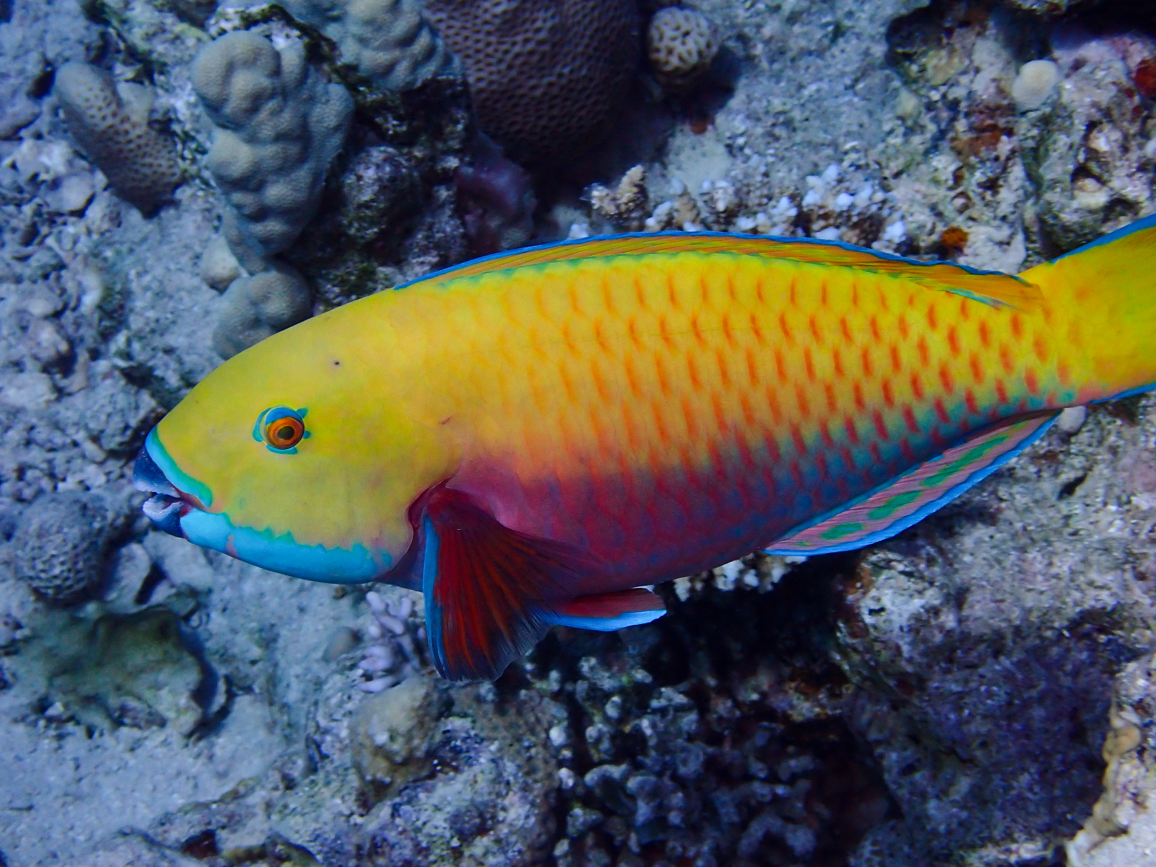 Red Sea Steephead Parrotfish - Female