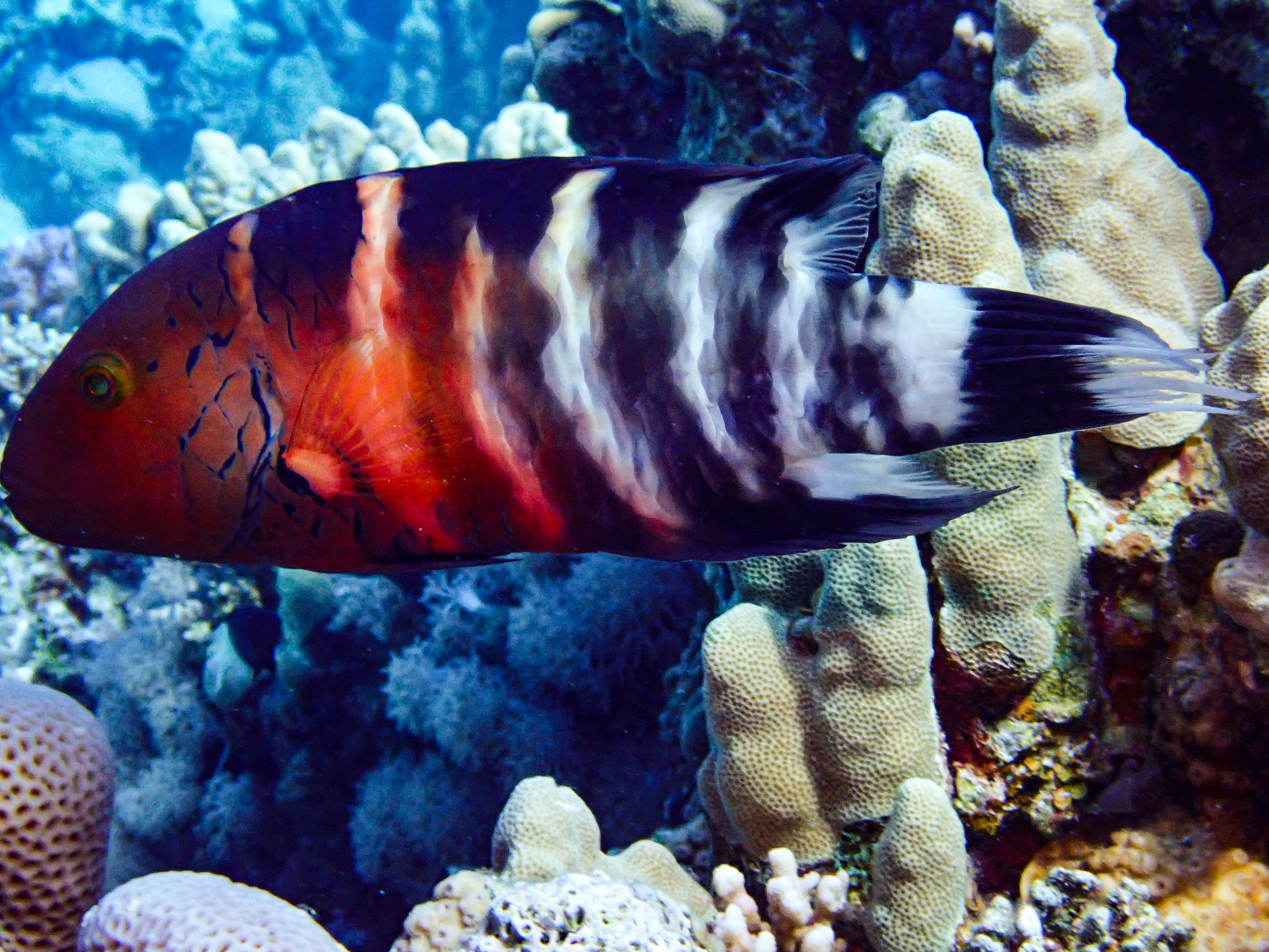 Redbreasted Wrasse