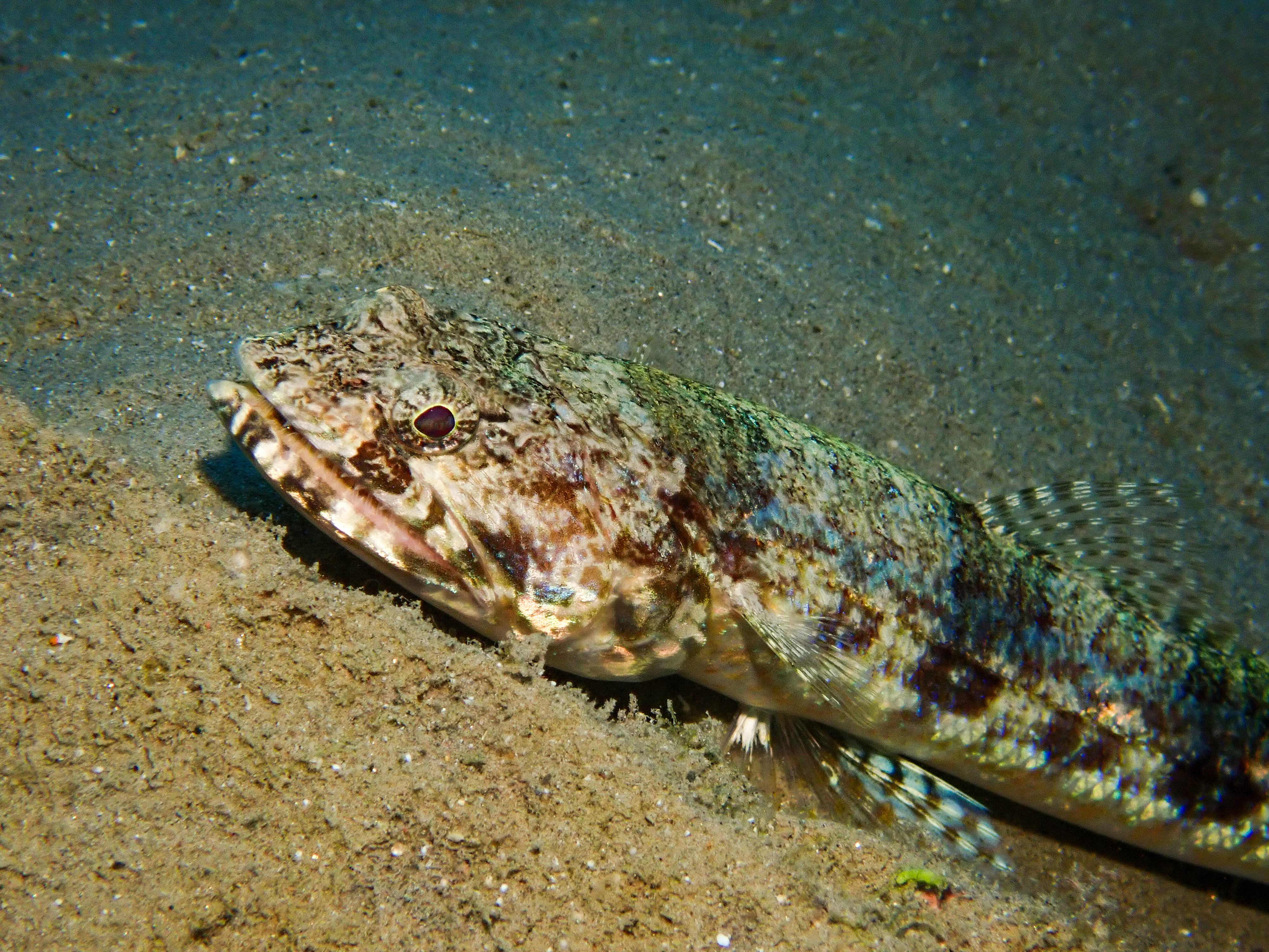 Sand Lizardfish