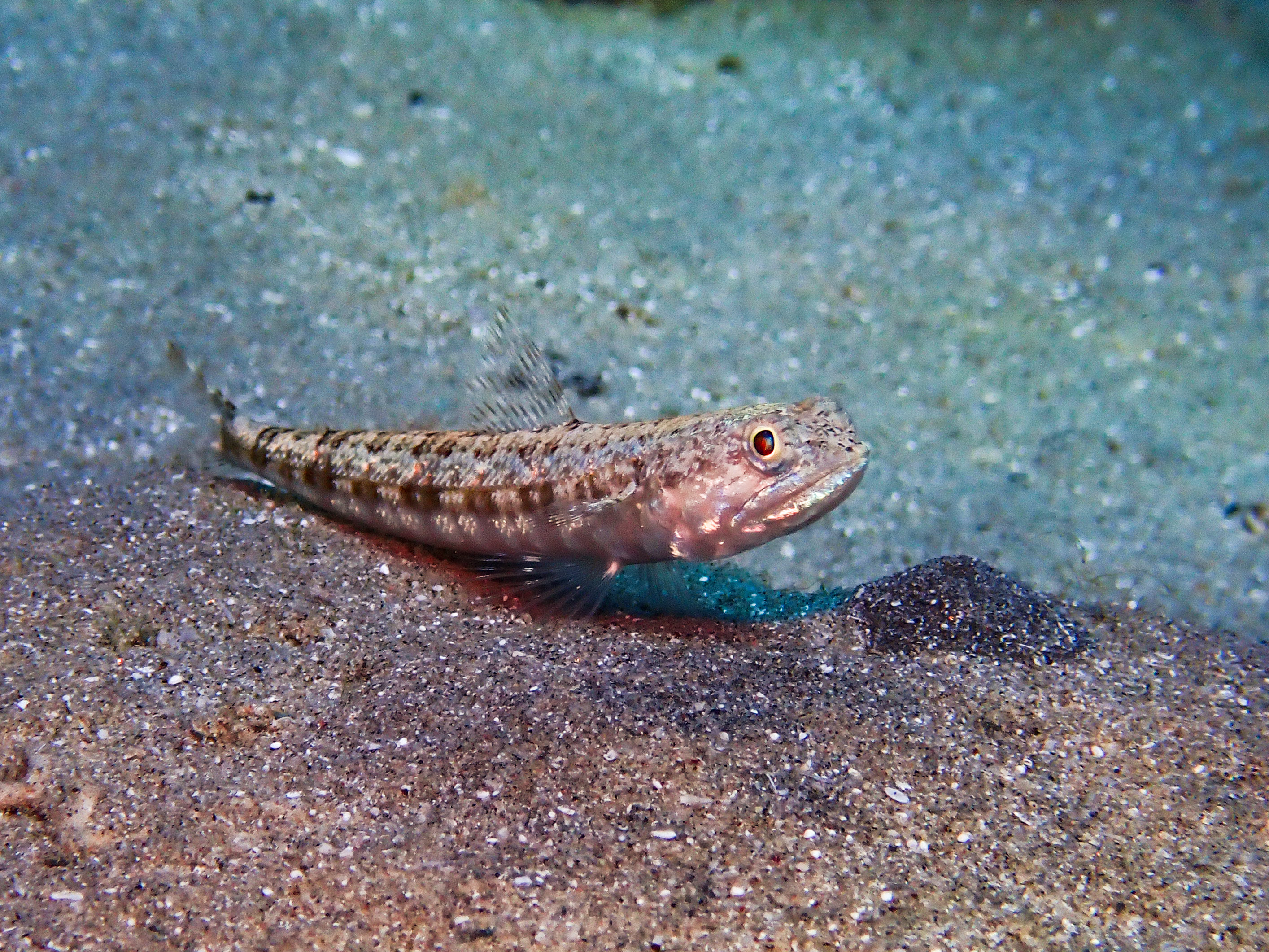 Sand Lizardfish