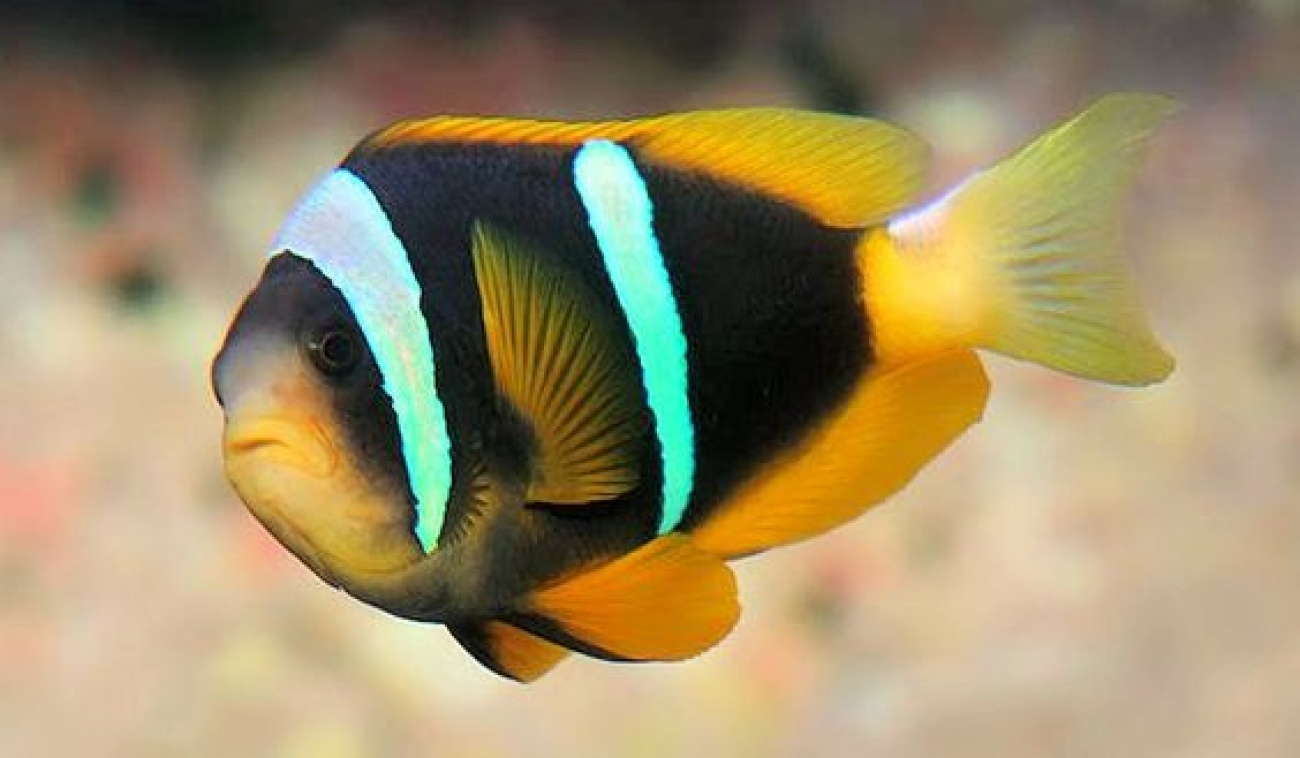 Sebae Anemonfish