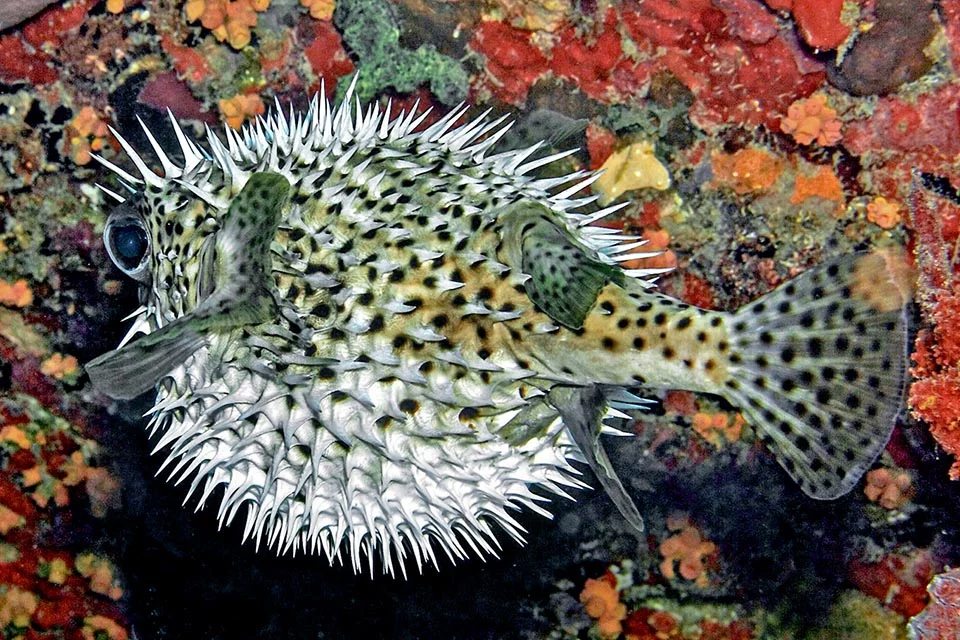 Spot-fin Porcupinefish